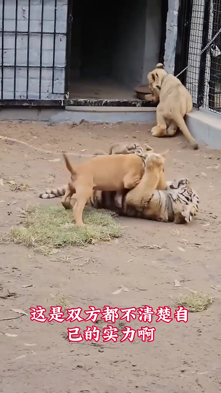 包含实力悬殊对决中演绎强队碾压式胜利的词条 包含实力悬殊对决中演绎强队碾压式胜利的词条